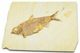 Detailed Fossil Fish (Knightia) - Wyoming #379450-1
